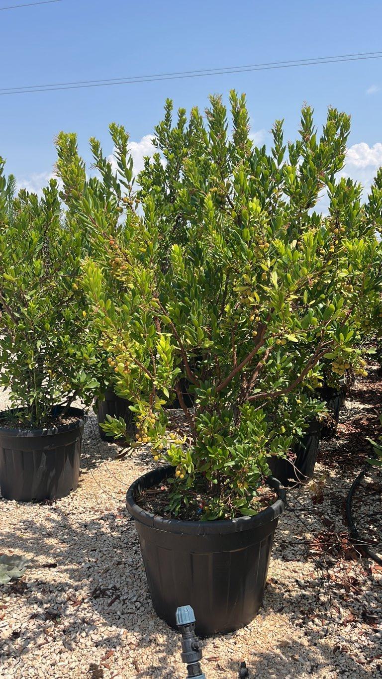 Arbutus Unedo (Corbezzolo) — Cespuglio, altezza 100/125 cm, vaso 90 litri