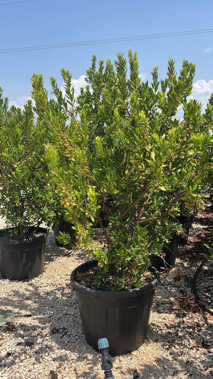 Arbutus Unedo (Corbezzolo) — Cespuglio, altezza 100/125 cm, vaso 90 litri
