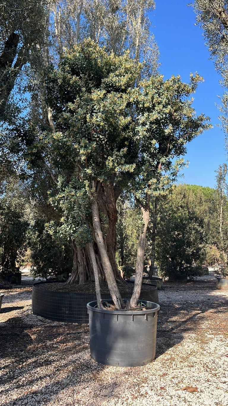 Arbutus Unedo (Corbezzolo) — Cespuglio, altezza 500/550 cm, vaso 750 litri