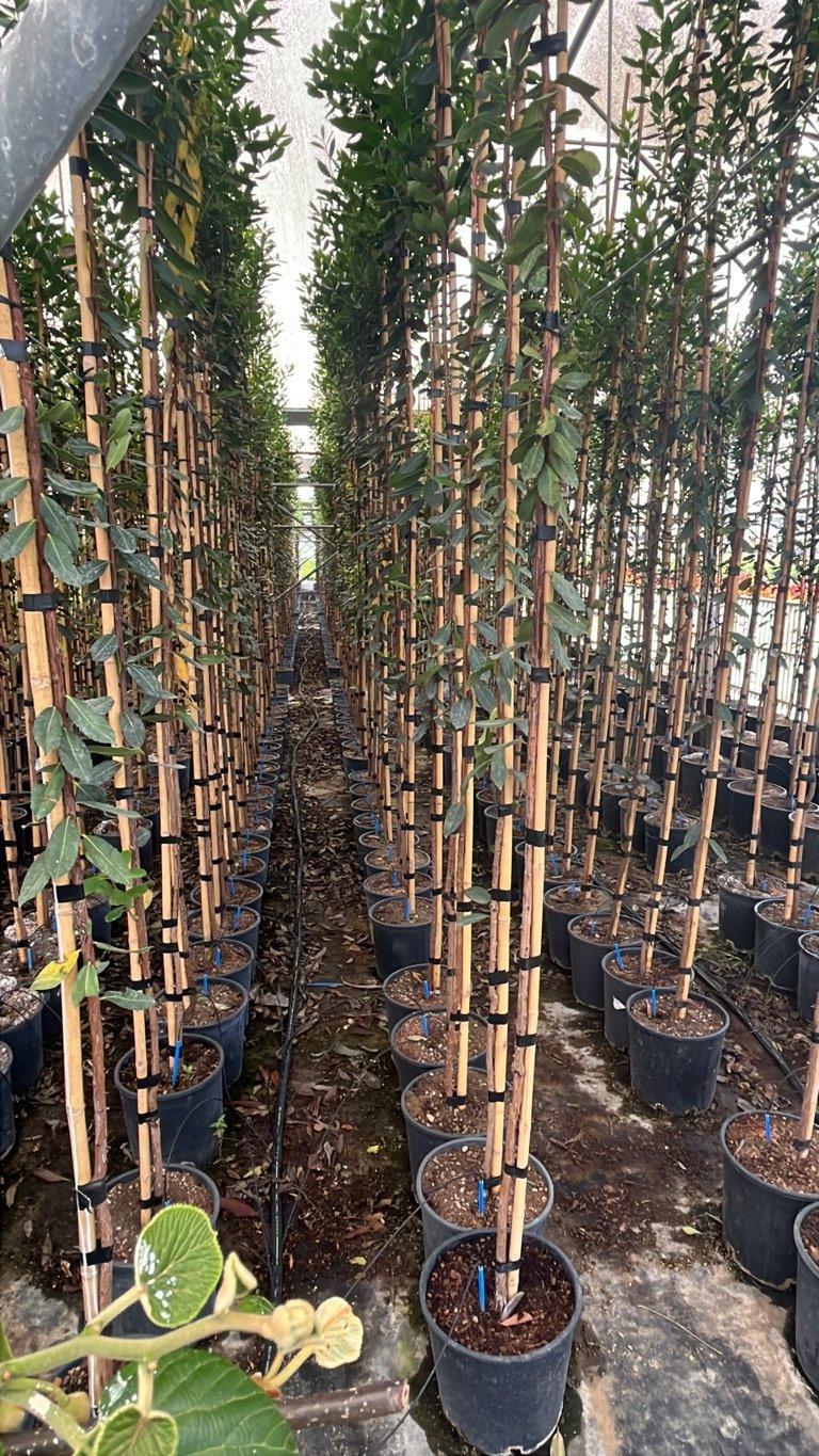 Arbutus Unedo (Corbezzolo) — Albero astone, vaso 9 litri