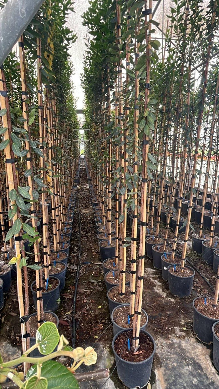 Arbutus Unedo (Corbezzolo) — Albero astone, vaso 9 litri