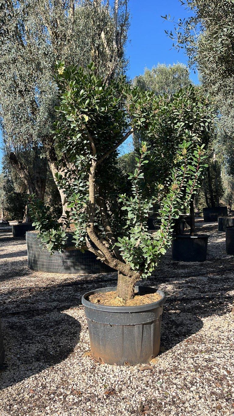 Arbutus Unedo (Corbezzolo) — Mini fusto, circonferenza 45/55 cm, vaso 230 litri
