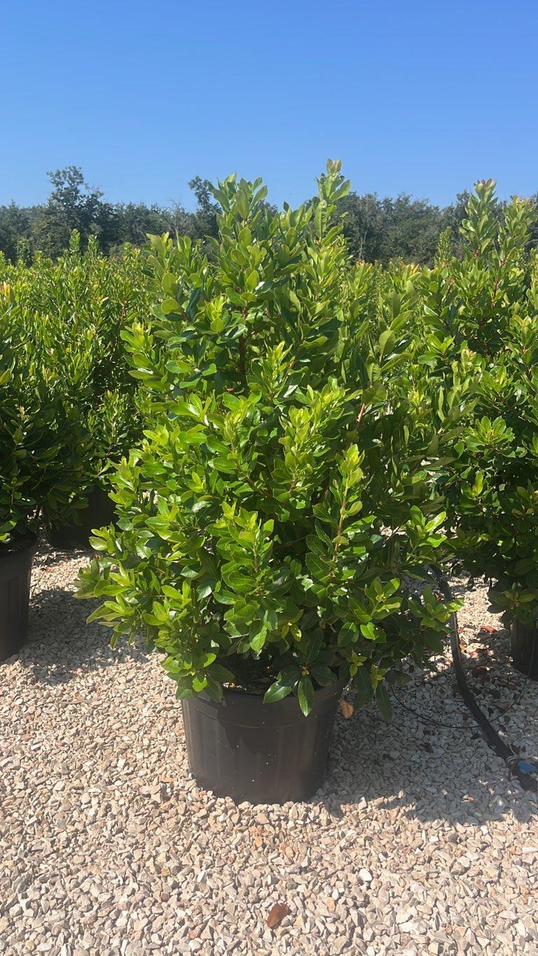 Arbutus Unedo (Corbezzolo) — Cespuglio, altezza 100/150 cm, vaso 45 litri