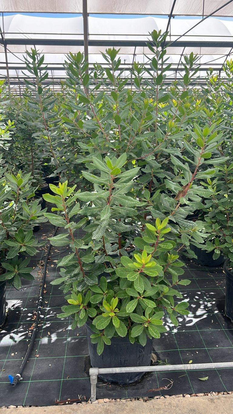 Arbutus Unedo (Corbezzolo) — Cespuglio, altezza 100/125 cm, vaso 30 litri