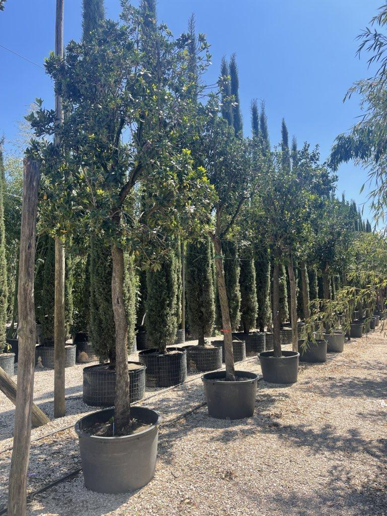 Arbutus Unedo (Corbezzolo) — Albero, circonferenza 35/40 cm, vaso 240 litri