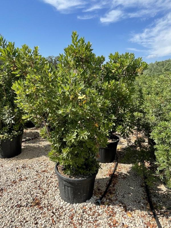 Arbutus Unedo (Corbezzolo) — Cespuglio, altezza 150/200 cm, vaso 90 litri