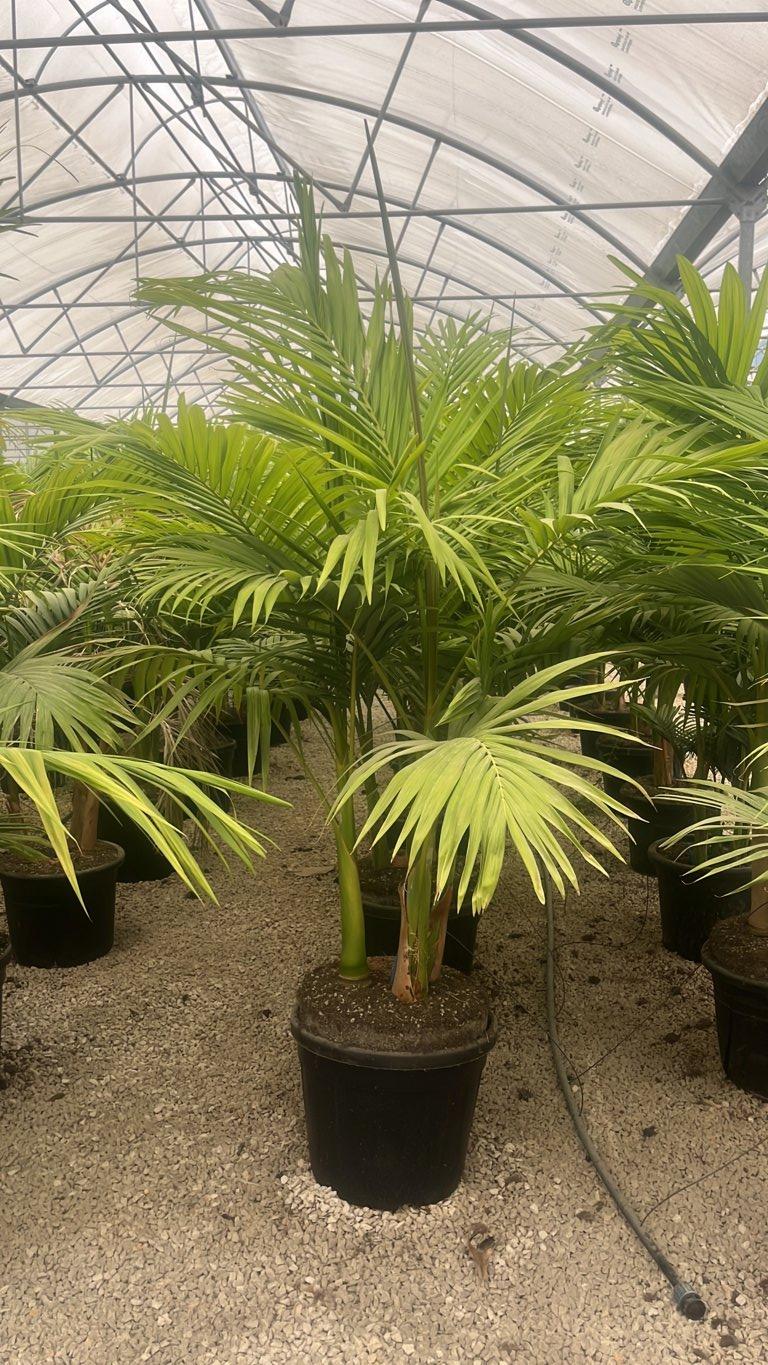 Archontophoenix Alexandrae — Gruppo, altezza 150/175 cm, vaso 45 litri
