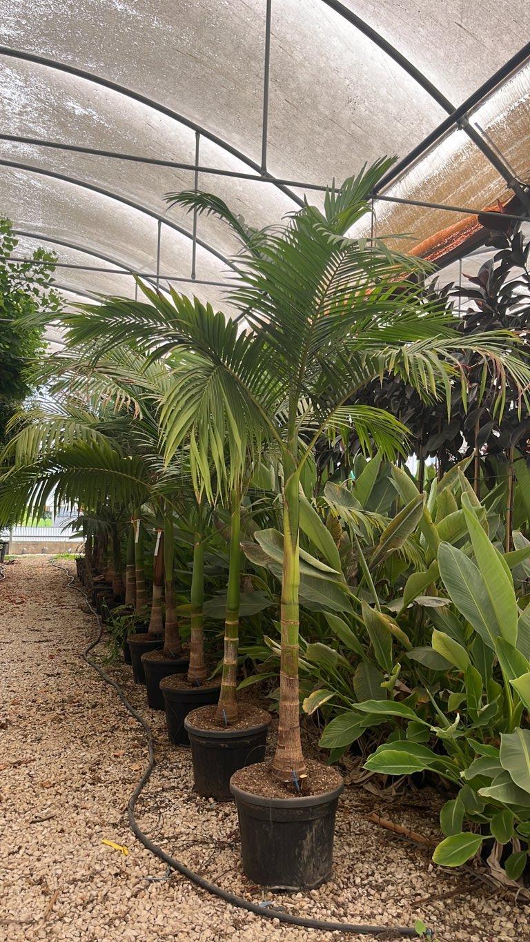 Archontophoenix Alexandrae — tronco altezza 100/150 cm, vaso 55 litri