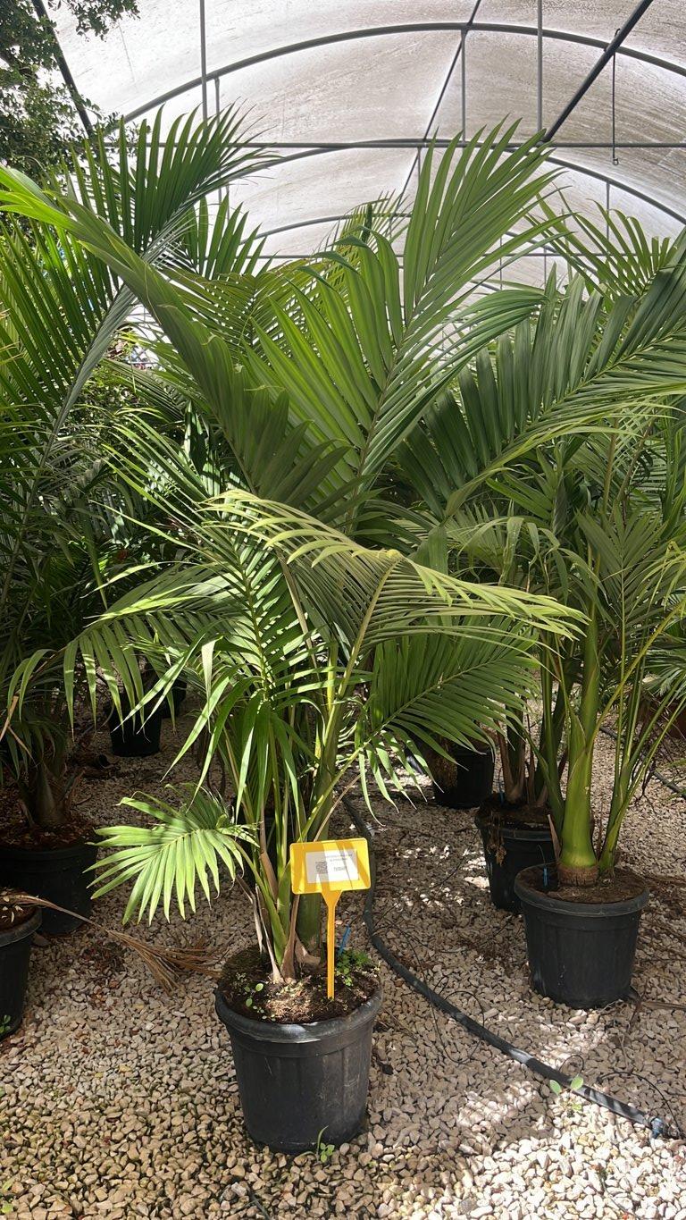 Archontophoenix Alexandrae — Gruppo, altezza 200/225 cm, vaso 30 litri