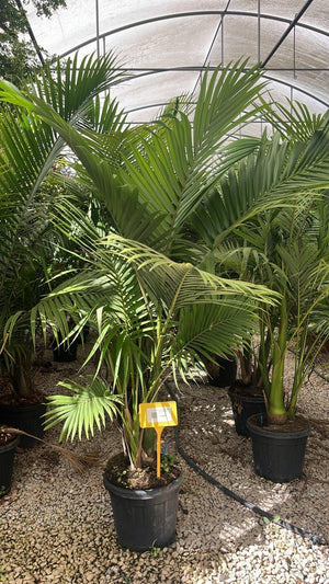 Archontophoenix Alexandrae — Gruppo, altezza 200/225 cm, vaso 30 litri