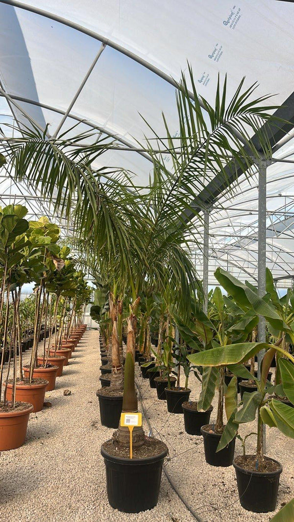 Archontophoenix Alexandrae — tronco altezza 125/150 cm, vaso 90 litri