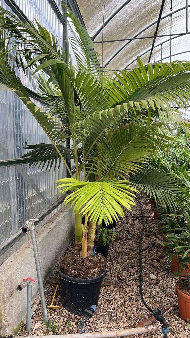 Archontophoenix Alexandrae — Gruppo, altezza 200/250 cm, vaso 35 litri