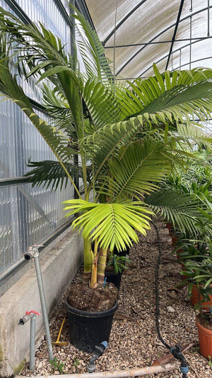 Archontophoenix Alexandrae — Gruppo, altezza 200/250 cm, vaso 35 litri