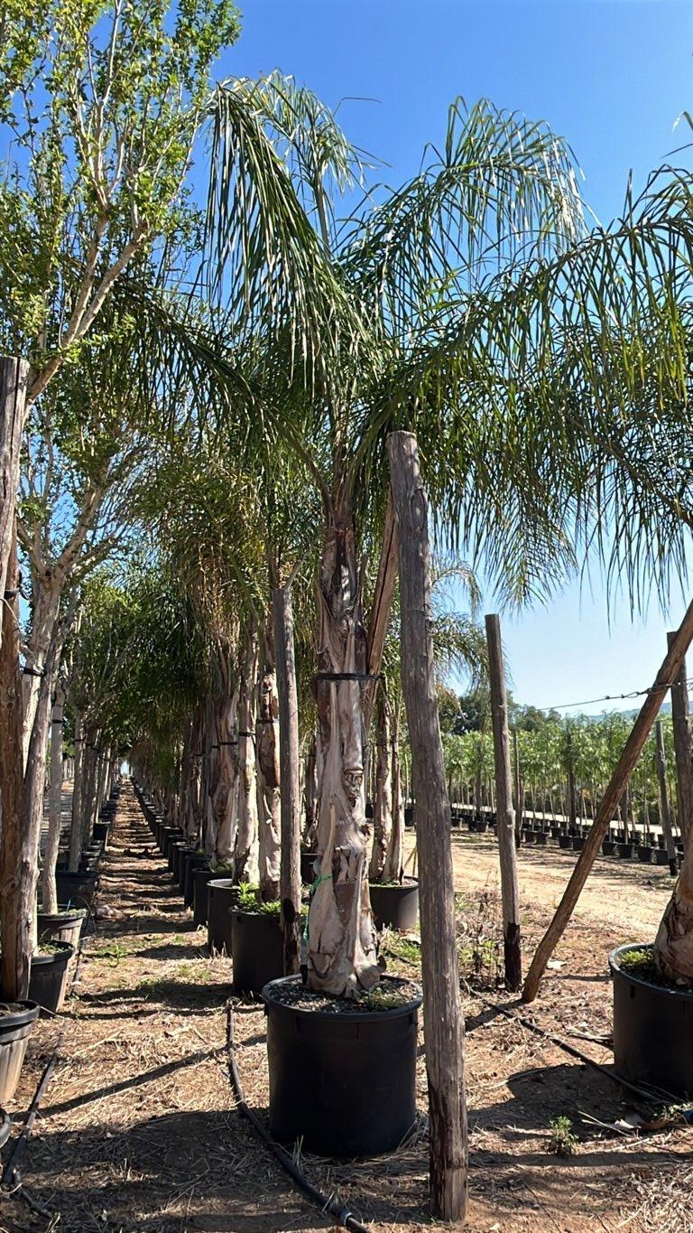 Arecastrum Romanzoffianum (Palma pindò) — tronco altezza 200/250 cm, vaso 240 litri