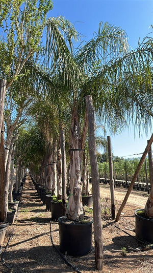 Arecastrum Romanzoffianum (Palma pindò) — tronco altezza 200/250 cm, vaso 240 litri
