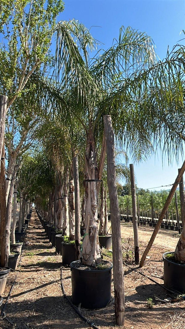Arecastrum Romanzoffianum (Palma pindò) — tronco altezza 200/250 cm, vaso 240 litri