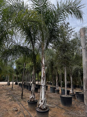 Arecastrum Romanzoffianum (Palma pindò) — tronco altezza 150/200 cm, vaso 130 litri