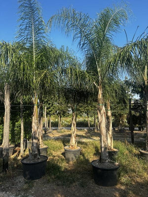 Arecastrum Romanzoffianum (Palma pindò) — tronco altezza 200/250 cm, vaso 180 litri