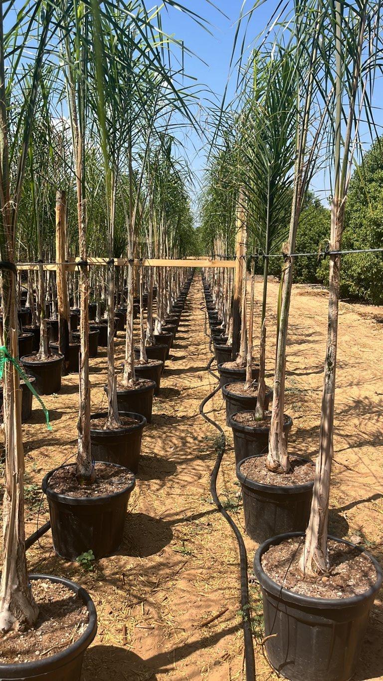 Arecastrum Romanzoffianum (Palma pindò) — tronco altezza 75/100 cm, vaso 35 litri