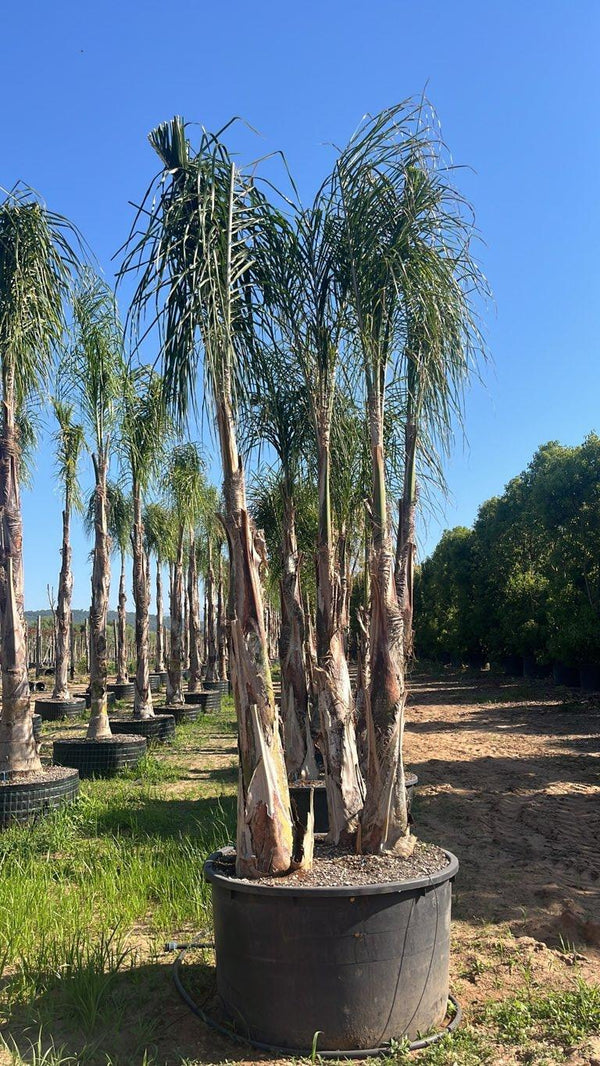 ARECASTRUM ROMANZOFFIANUM COCOS / Syagrus romanzoffiana