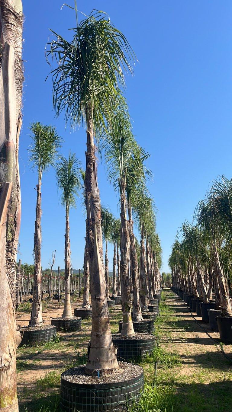 ARECASTRUM ROMANZOFFIANUM COCOS / Syagrus romanzoffiana