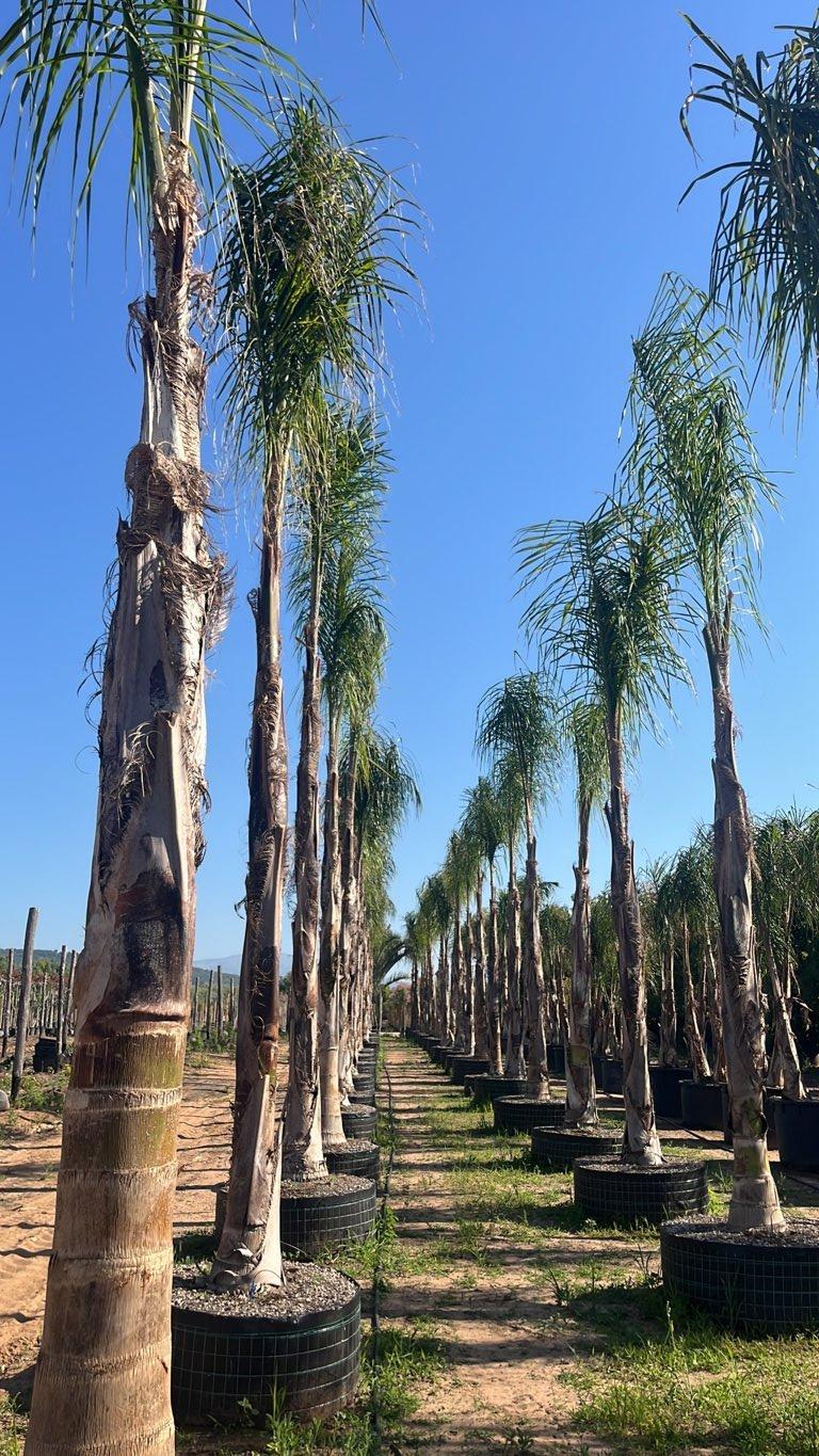 ARECASTRUM ROMANZOFFIANUM COCOS / Syagrus romanzoffiana