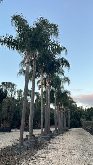 Arecastrum Romanzoffianum (Palma pindò) — tronco altezza 600/700 cm, in rete