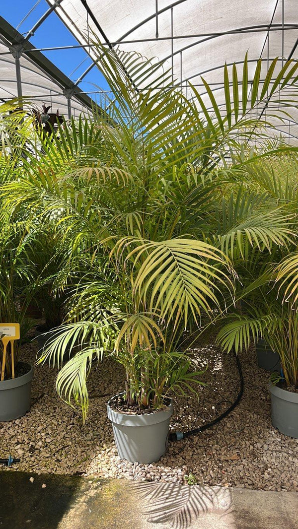 Areca (Palma di bambù) — altezza 150/200 cm, New Life 26