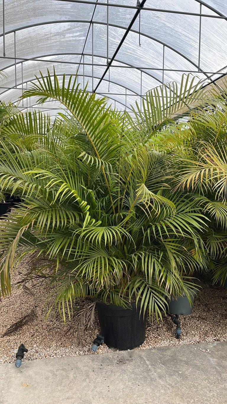 Areca (Palma di bambù) — altezza 150/200 cm, vaso 55 litri