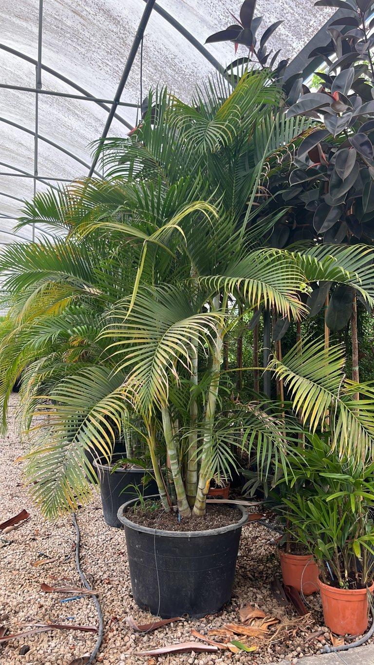 Areca (Palma di bambù) — altezza 250/300 cm, vaso 230 litri