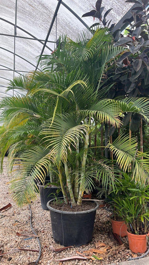 Areca (Palma di bambù) — altezza 250/300 cm, vaso 230 litri