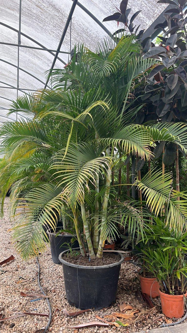 Areca (Palma di bambù) — altezza 250/300 cm, vaso 230 litri