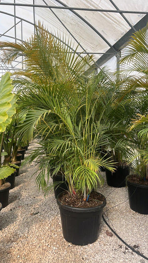 Areca (Palma di bambù) — tronco altezza 150/175 cm, vaso 90 litri