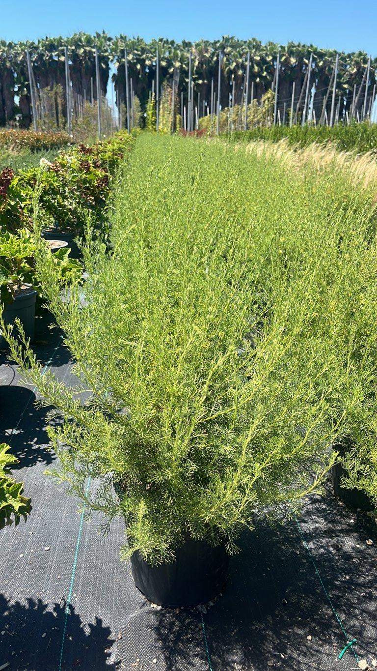 ARTEMISIA CAMPHORATA Artemisia bianca, Assenzio bianco