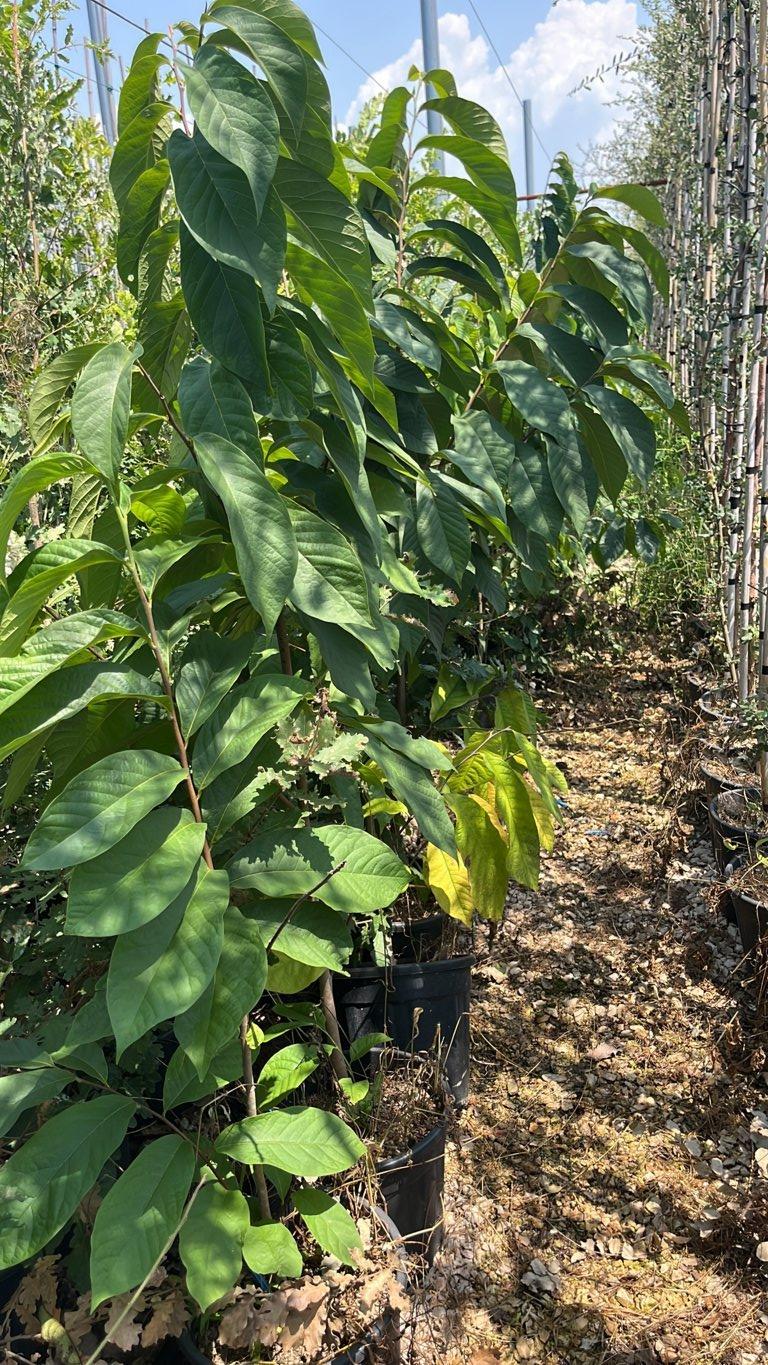 Asimina Triloba (Banano di montagna) — vaso 9 litri