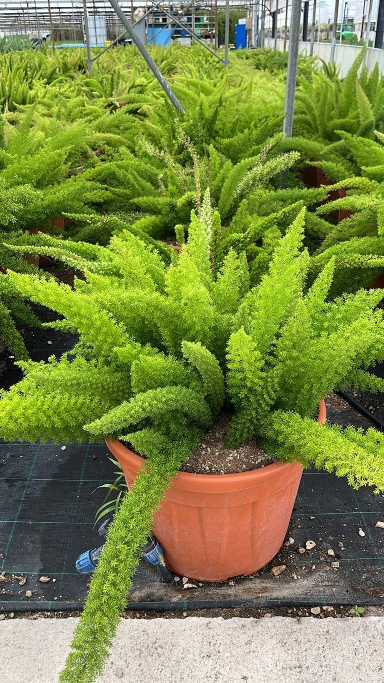 Asparagus Densiflorus Mayeri (Coda di volpe) — vaso 55 litri