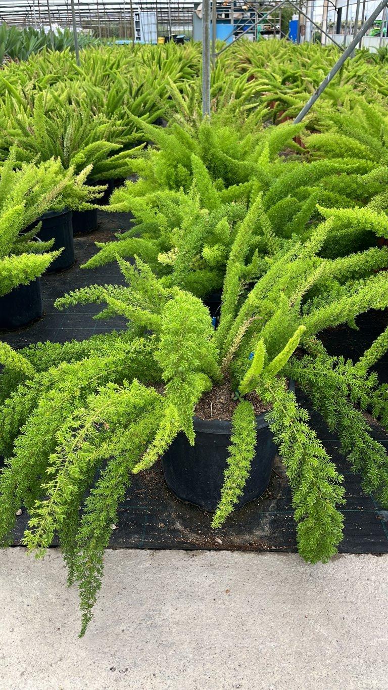 Asparagus Densiflorus Mayeri (Coda di volpe) — vaso 30 litri