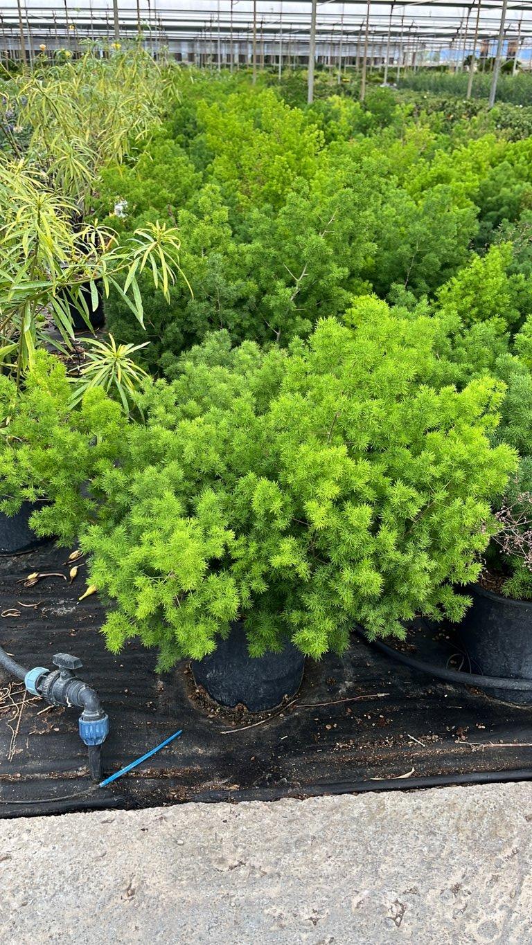 Asparagus Densiflorus Myriocladus — vaso 9 litri
