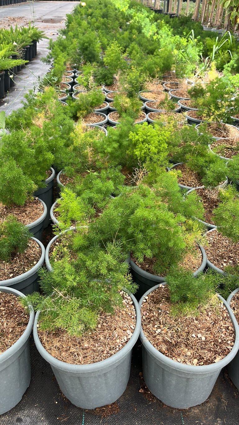 Asparagus Densiflorus Myriocladus — vaso 9 litri