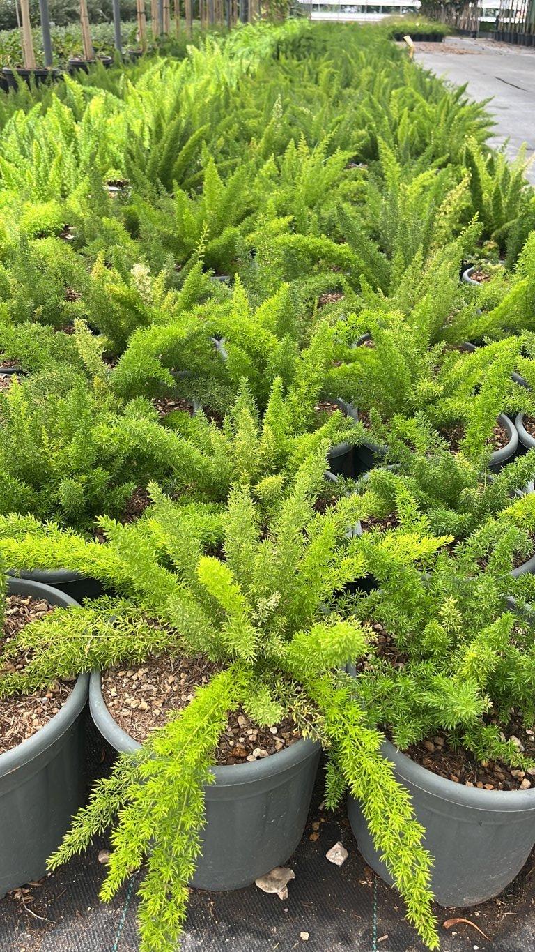 Asparagus Densiflorus Myriocladus — vaso 9 litri