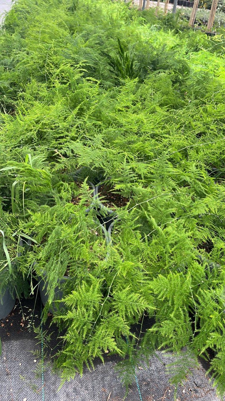 Asparagus Plumosus Nanus — vaso 9 litri
