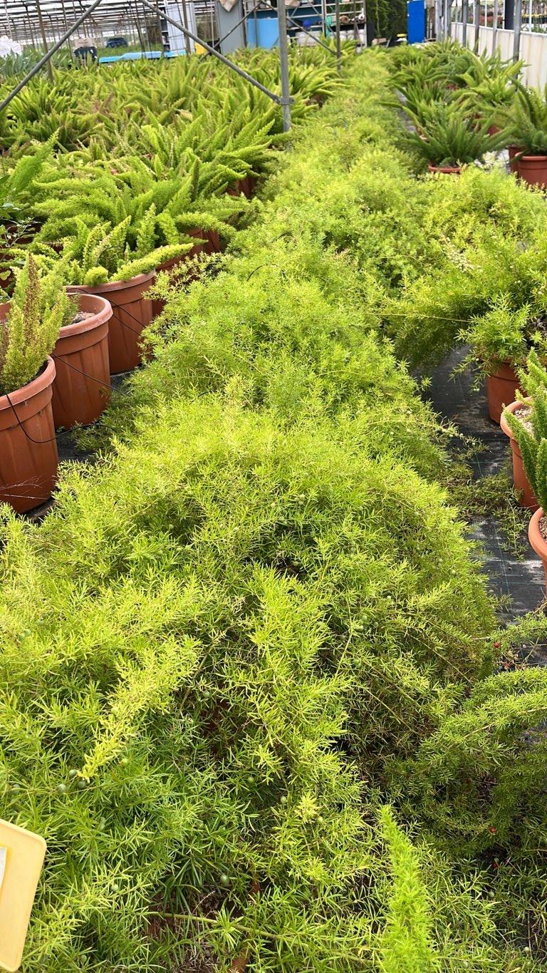 Asparagus Sprengeri — vaso 15 litri