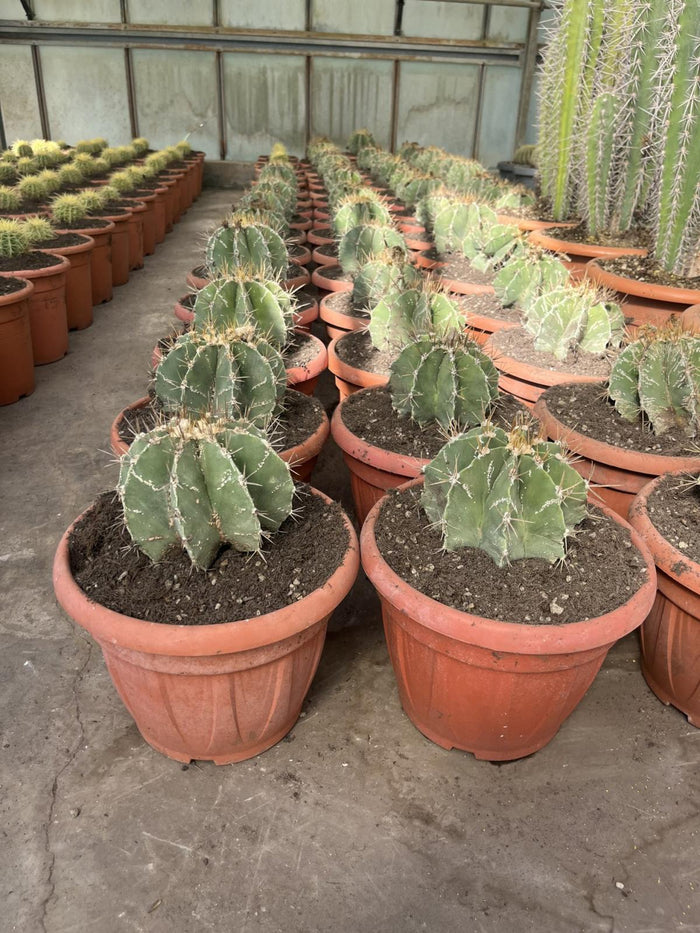 ASTROPHYTUM ORNATUM