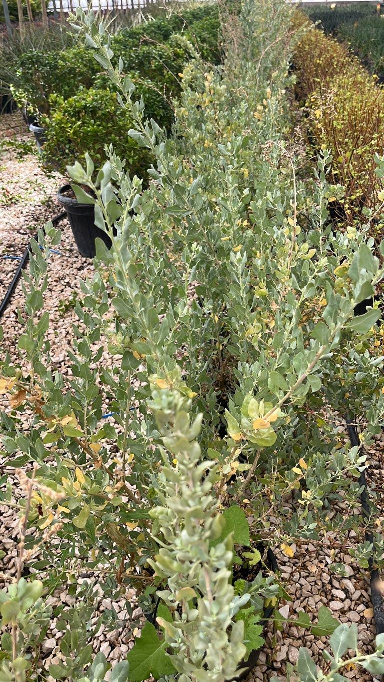 Atriplex Halimus (Alimo) — vaso 9 litri