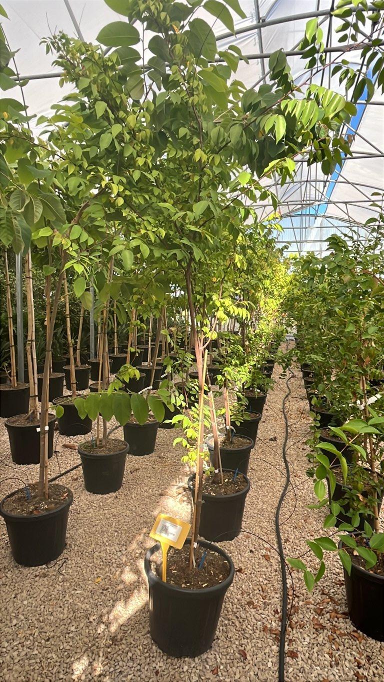 Averrhoa Carambola Arking (Carambola) — 1/2 fusto, circonferenza 6/8 cm, vaso 30 litri
