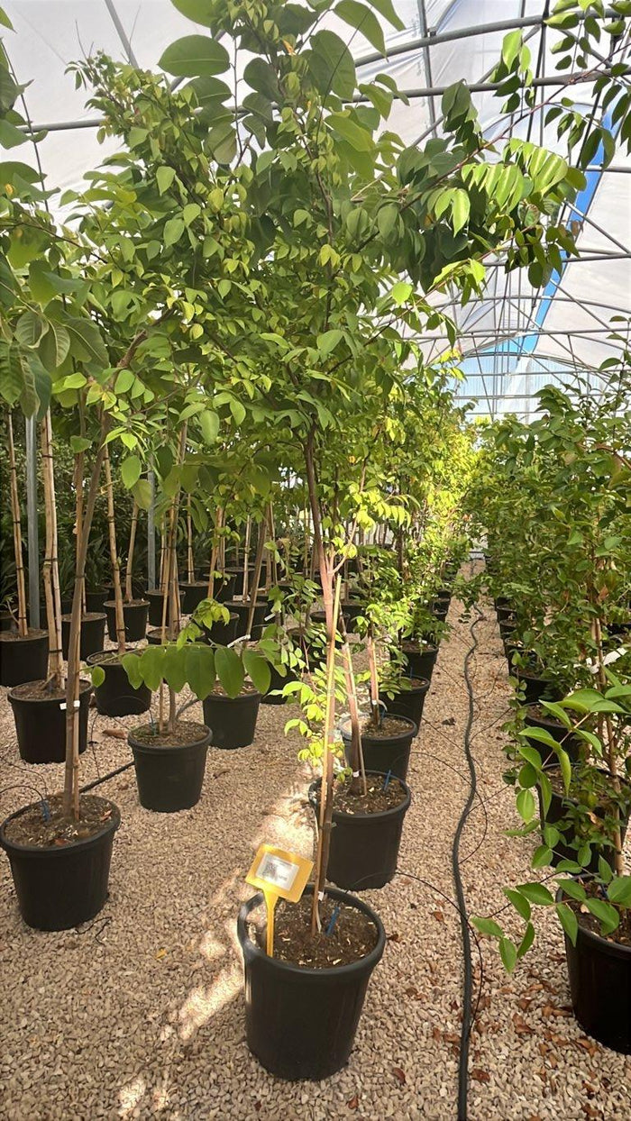 Averrhoa Carambola Arking (Carambola) — 1/2 fusto, circonferenza 6/8 cm, vaso 30 litri