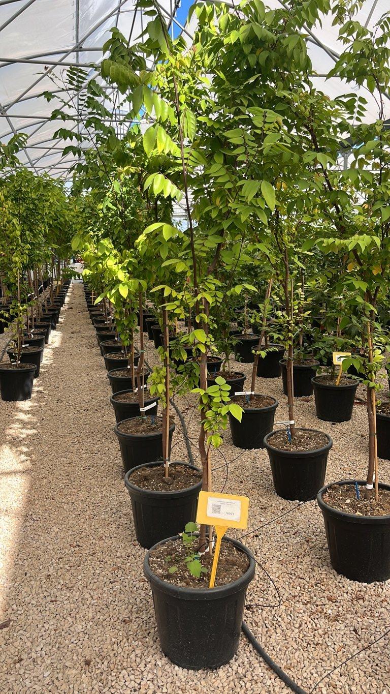 Averrhoa Carambola Fwang Twung (Carambola) — 1/2 fusto, circonferenza 6/8 cm, vaso 30 litri
