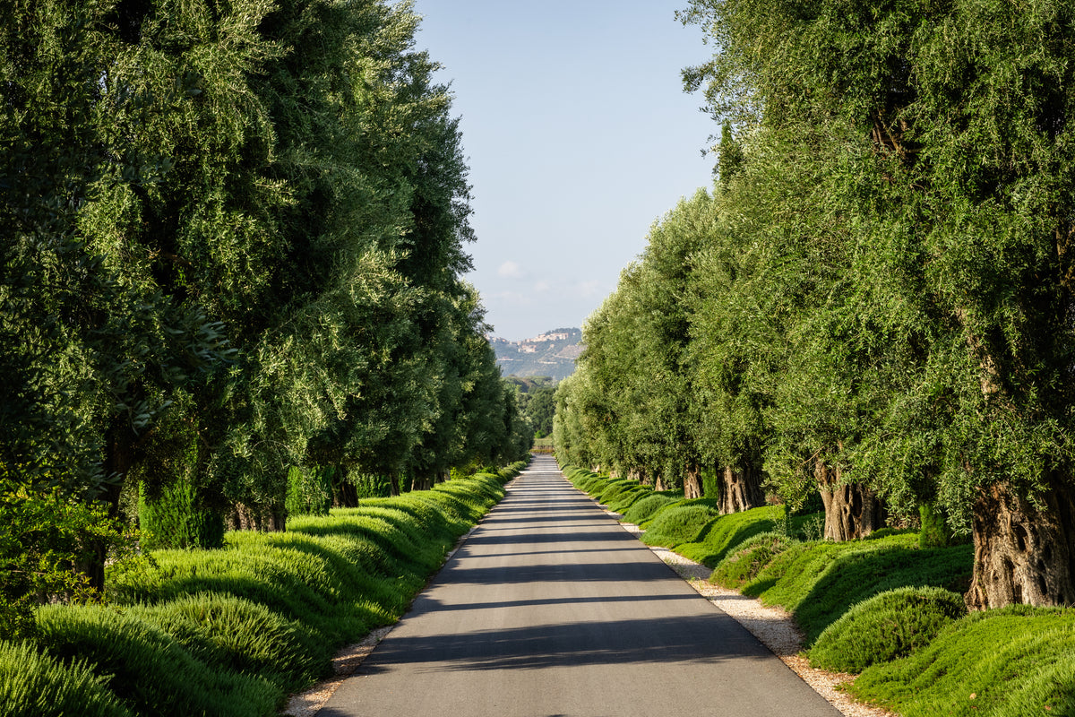 Viale di ulivi secolari all'interno del vivaio