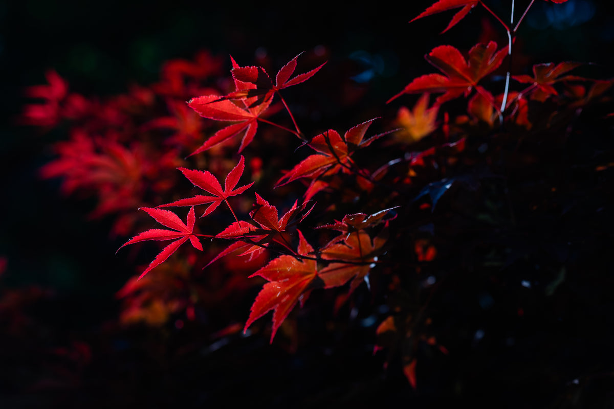 Foglie rosse di acero giapponese