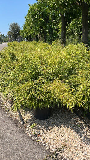 Fargesia Rufa (Bambù) — vaso 30 litri